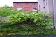 DSCF1658.JPG