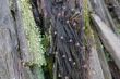 DSCF0233.JPG