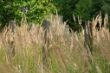 DSC00578.JPG