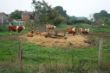 DSC00976.JPG